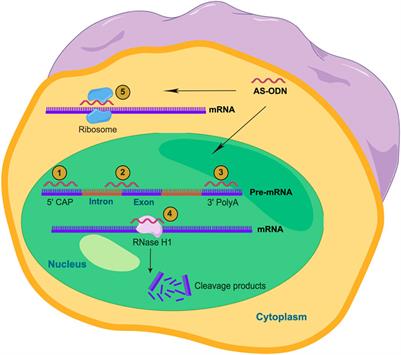 Advances in the mechanisms and applications of inhibitory oligodeoxynucleotides against immune-mediated inflammatory diseases